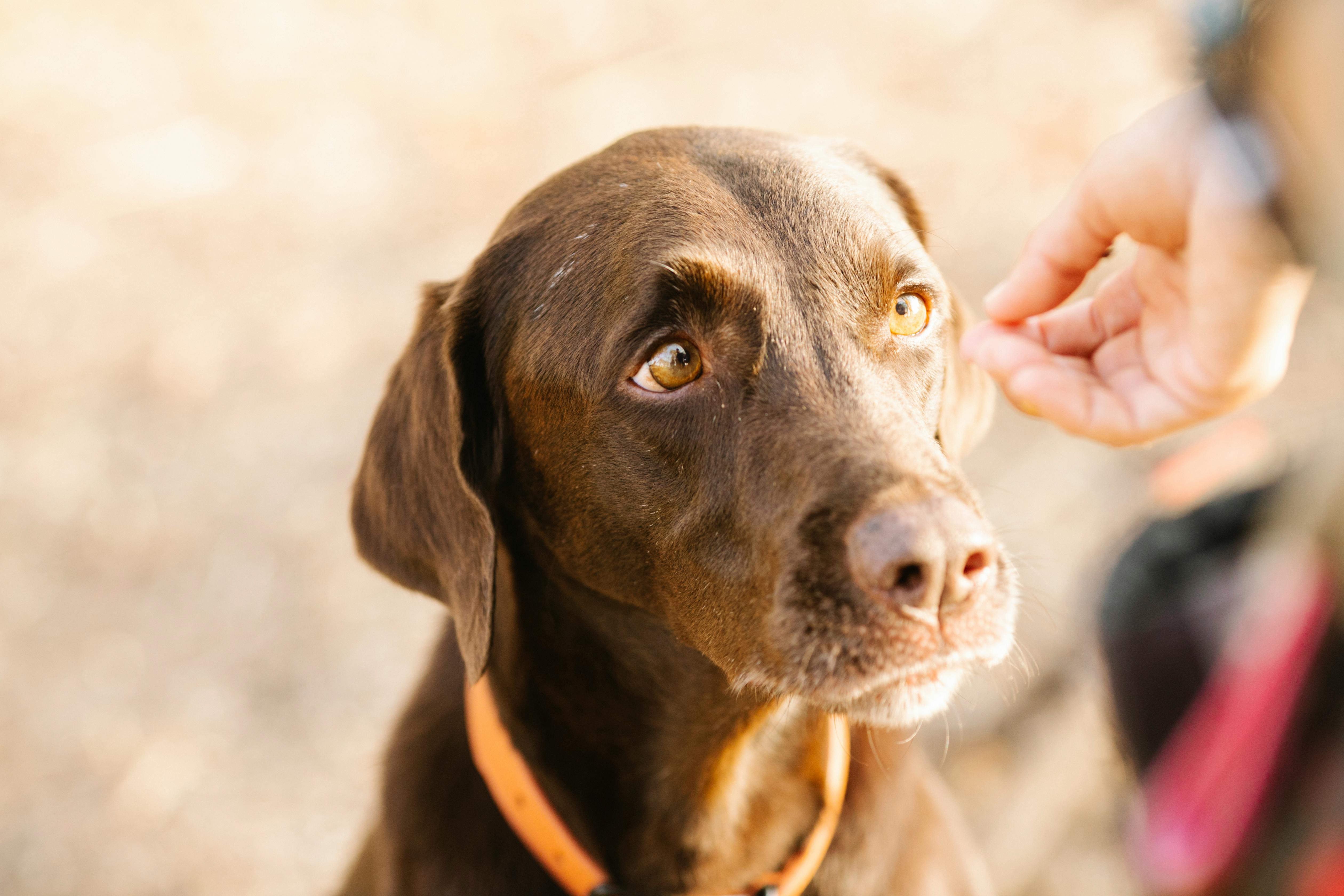 Labrador portrait